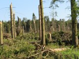 2022-05-20 - Tornado beim Sturmtief Emmelinde Solling - Steinlade bis Gehren (36)